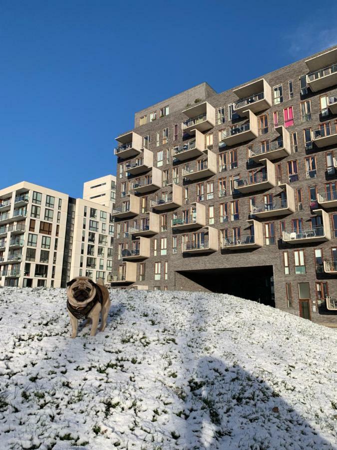 Cute Pug Guesthouse Copenhague Extérieur photo