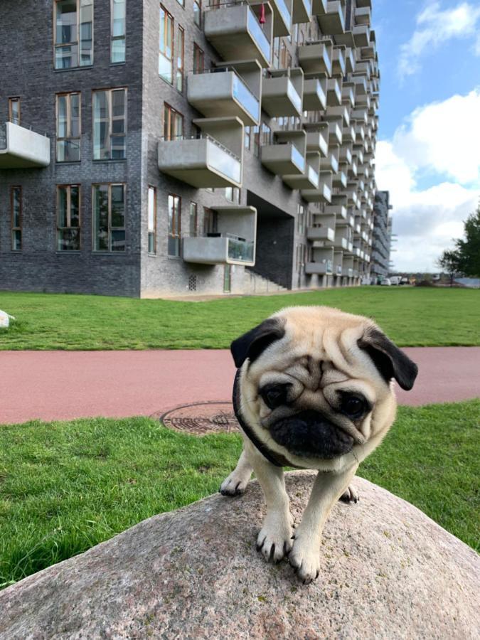 Cute Pug Guesthouse Copenhague Extérieur photo